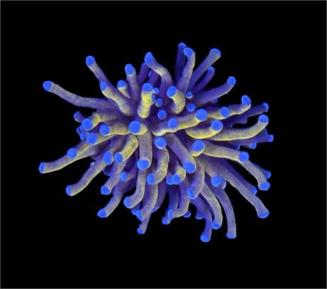 WYSIWYG 24k Indo Gold Torch Coral