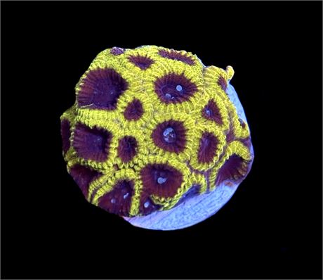 WYSIWYG Wolverine Favia Coral