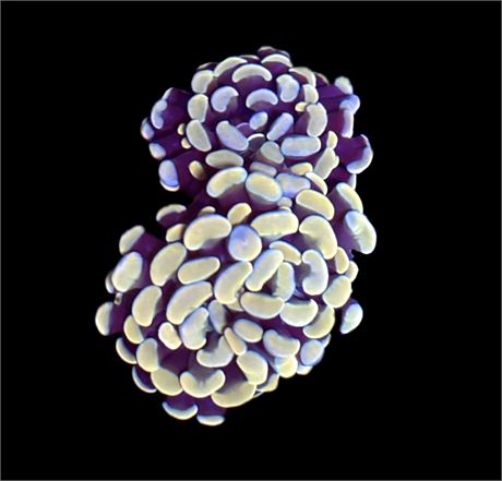 WYSIWYG Rainbow Gold Hammer Coral