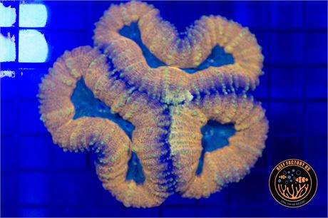 Aussie Gator Bait Lobophyllia - WYSIWYG