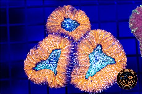 Aussie Orange Chameleon Lobophyllia - WYSIWYG