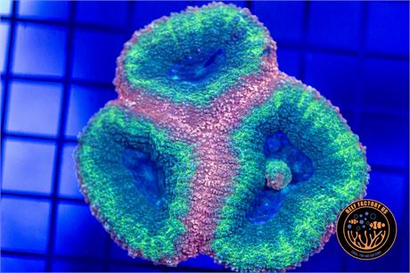 Aussie Dolphin Lobophyllia - WYSIWYG