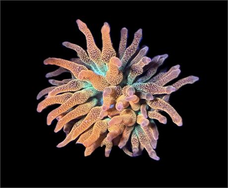 WYSIWYG Hawaiian Punch Bubble Tip Anemone 2.5"