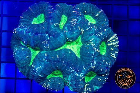 Aussie Goblin Lobophyllia - WYSIWYG