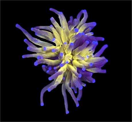 WYSIWYG Naturally Grafted Gold Torch Coral 3"