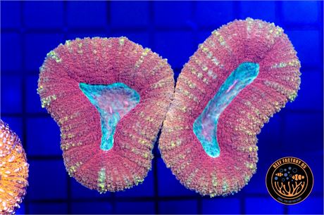 Aussie Ultra Lobophyllia - WYSIWYG