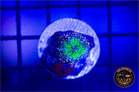 Rainbow Yuma Mushroom - WYSIWYG