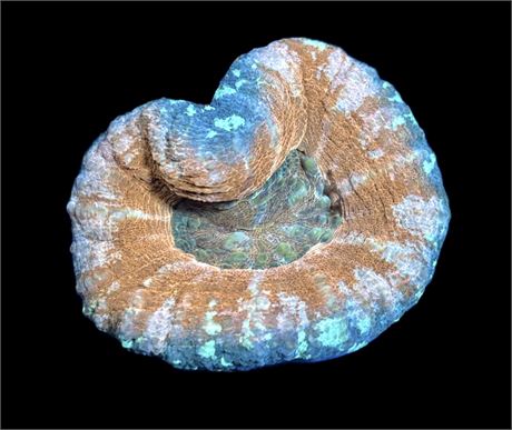 WYSIWYG Ultra Rainbow Scolymia Coral 3"