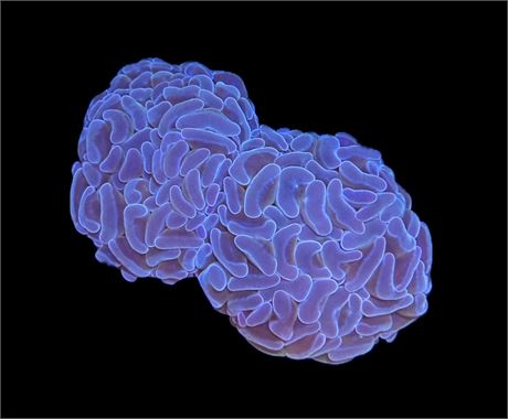 WYSIWYG Double Head Blue Hammer Coral 3.5"
