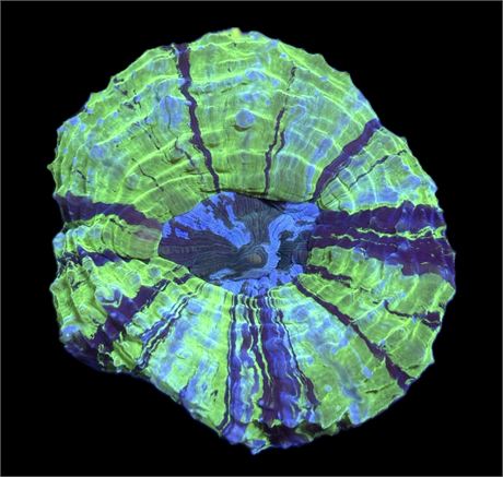 WYSIWYG Rainbow Joker Acanthophyllia Coral 3.5"