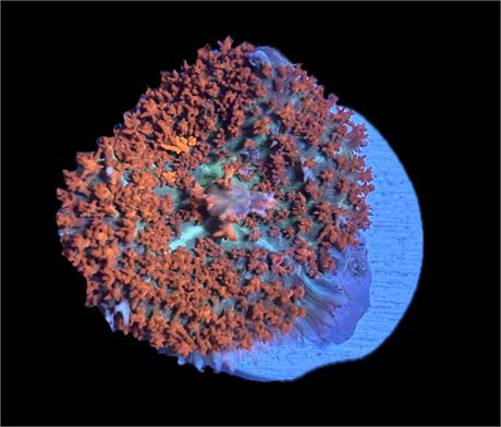 WYSIWYG St. Thomas Mushroom Coral 2"