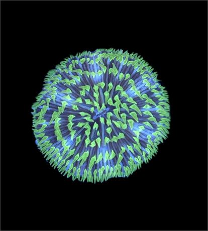 WYSIWYG Ultra Rainbow Fungia Plate Coral 2.5"