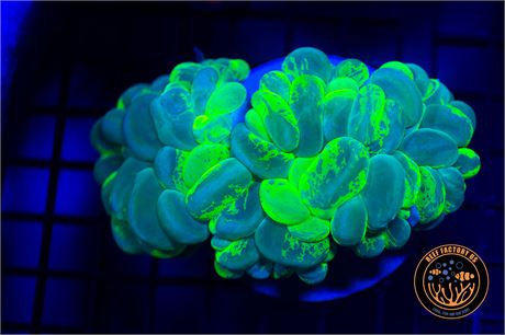 Yellow Splatter Bubble Coral - WYSIWYG