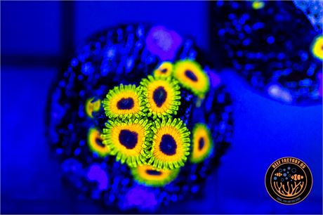 Great Owl Zoanthids - WYSIWYG