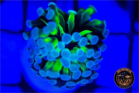 Gold Purple Tip Frammer - WYSIWYG