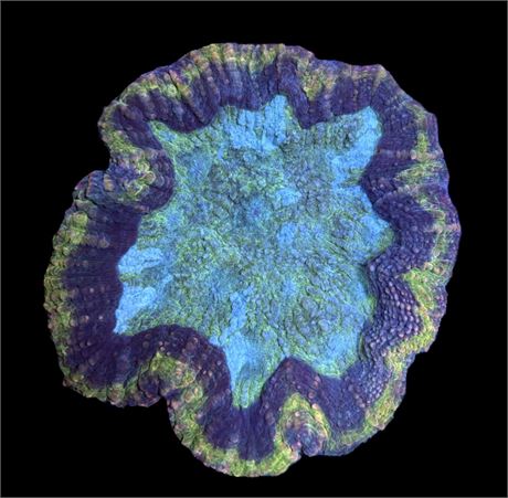 WYSIWYG Incredible Rainbow Lobophyllia Coral Colony 4.5"