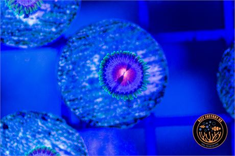 Miami Vice Zoanthids - WYSIWYG