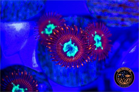 Pornstar Zoanthids - WYSIWYG