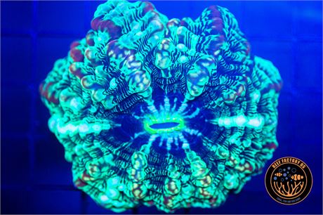 Rainbow Indophyllia Coral - WYSIWYG