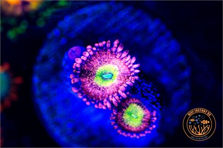 Halle Berry Zoanthids - WYSIWYG