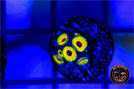 Great Owl Zoanthids - WYSIWYG