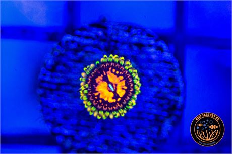 Deadpool Zoanthids - WYSIWYG