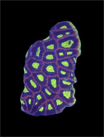 WYSIWYG XL Dragon Soul Favia Coral Colony 4.5"