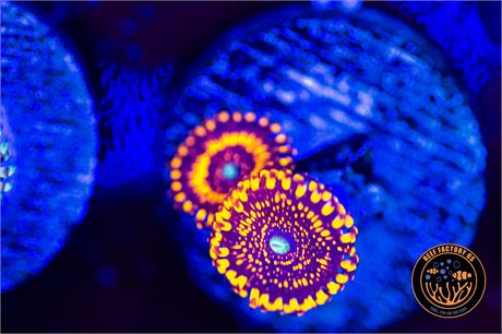 Illuminati Zoanthids - WYSIWYG