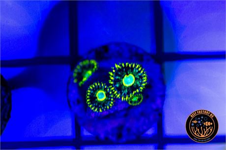 Murder Hornet Zoanthids - WYSIWYG