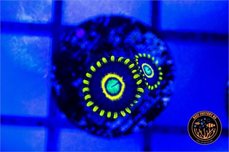Blue Hornet Zoanthids - WYSIWYG