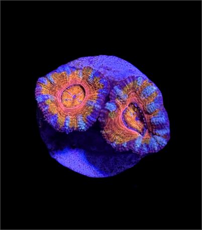 WYSIWYG Rainbow Acan Lord 1.5" (RARE!)