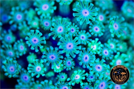 Kermit Alveopora - WISYWIG