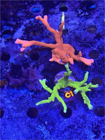 C1 - Triple Digi Pack (Green, Red, Purple)