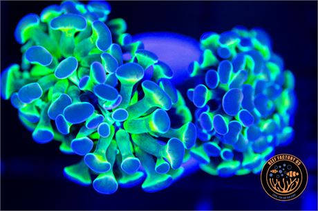 Hologram Hammer - WISYWIG