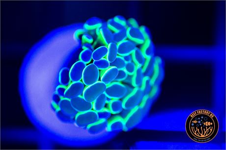 Hologram Hammer - WISYWIG