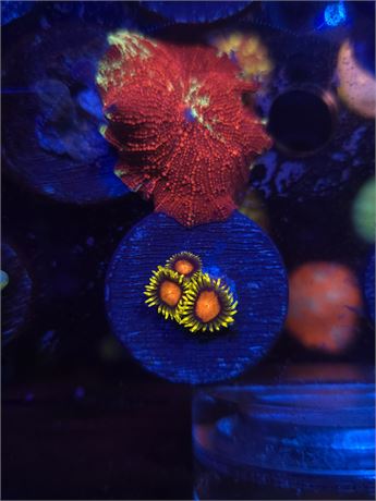 Super Saiyan Zoas 3p