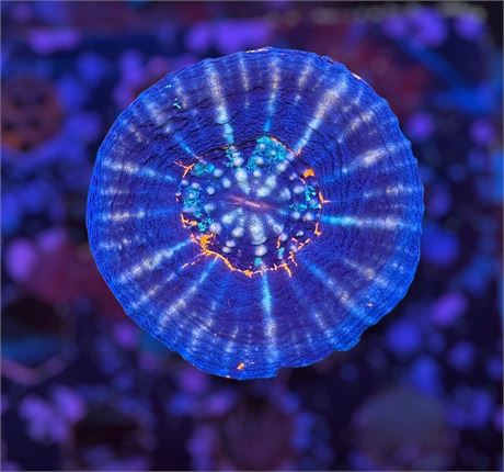 Unique Warpaint Scoly