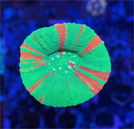 Bleeding Apple Scoly