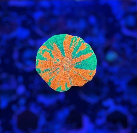 Reverse Bleeding Apple