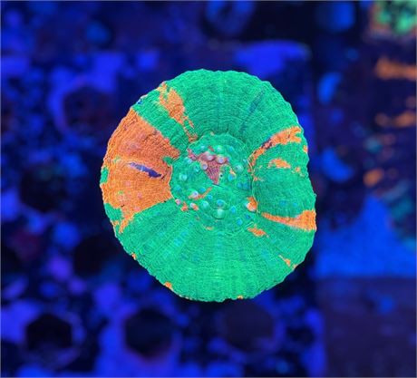 Ultra Bleeding Apple Scoly