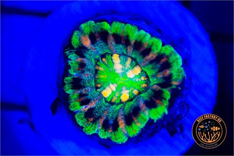 Aussie UFO Button Scoly - WYSIWYG