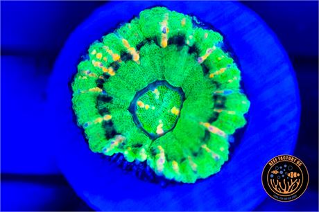 Aussie UFO Button Scoly - WYSIWYG