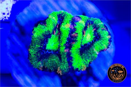 Aussie UFO Acan - WYSIWYG