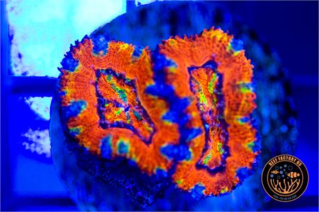 Aussie Rainbow Acan - WYSIWYG