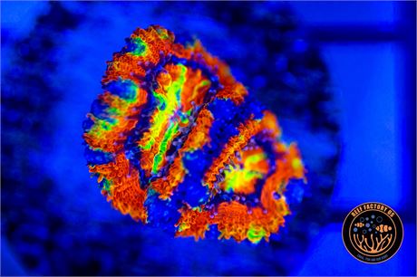 Aussie Rainbow Acan - WYSIWYG