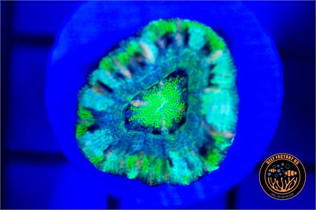 Aussie Ultra Button Scoly - WYSIWYG