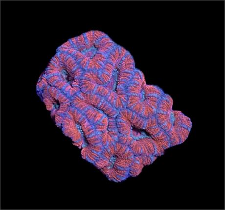 WYSIWYG Rainbow Acan Coral Frag 2.5"