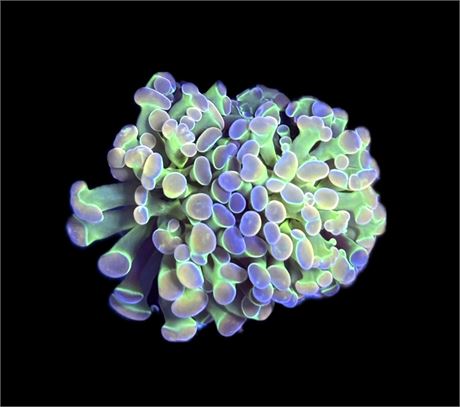 WYSIWYG Hologram Hammer 2.5"