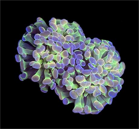 WYSIWYG Hologram Hammer 2"