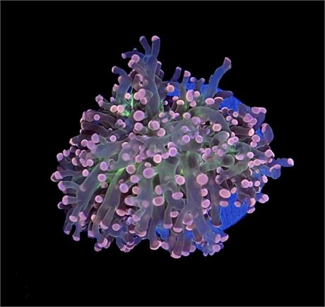 WYSIWYG Triple Crown Octospawn Coral 3"